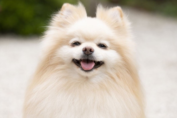 ペットにしたい「小型犬」ランキング　3位「トイ・プードル」2位「ポメラニアン」…1位は“ぬいぐるみ”みたいな犬