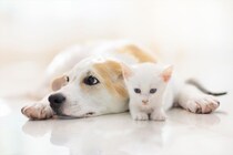 「ペットにしたい動物」ランキング　3位「ハリネズミ」…1位は猫or犬？