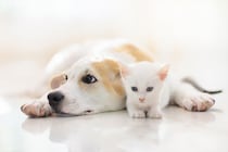 【画像】意外な《動物》もランクイン？　TOP10を全部見る！