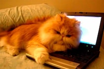「絶対にどかニャい！」　ノートPCを死守する猫、飼い主との“静かなる攻防”が話題