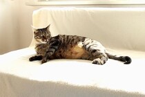 【動画】「まるで掃除機のCM？」吸われている猫さんの“爆笑表情”を見る