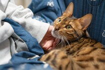 猫が飼い主にくっつくのは「信頼」の証し？　膝に乗らないと不仲？　獣医師が明かす“意外な本音”