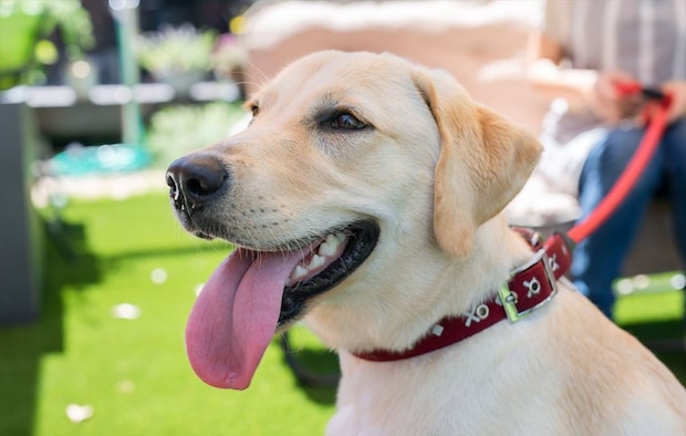 「ペットにしたい大型犬」ランキング 3位「ラブラドールレトリバー」2位「シベリアンハスキー」…1位は?