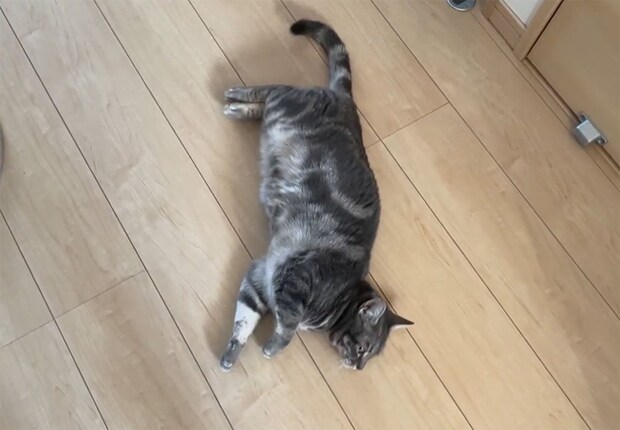 床を転げ回って「おかえり」ダンス！飼い主の帰宅を全力で歓迎する猫さん…「残業中に見て家に帰りたくなった」甘えっぷりがたまらん！！