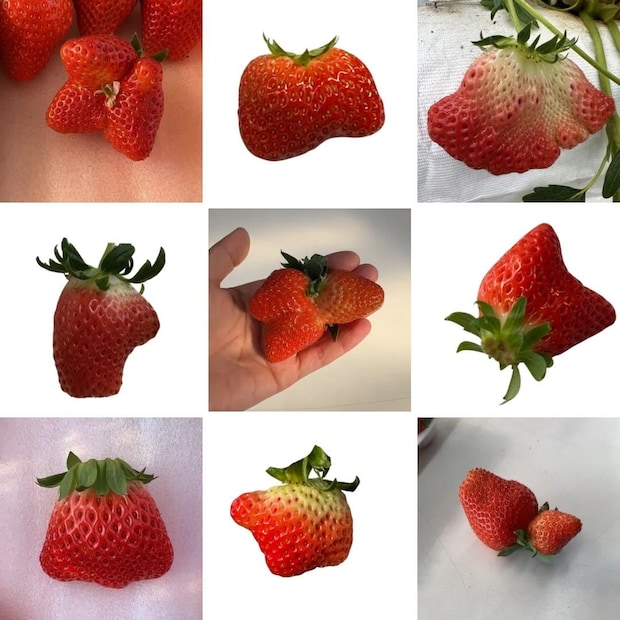 イチゴ農園「刺さった子がいたら教えて」　実は「きれいな形より…」おいしい形の“説”も　個性的に育った9個に「猫さん！」「メンダコみたい」