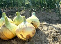 【実際の画像】おぉ…うまそ！　コチラが26歳の農家が教える“ご飯が進む”タマネギの食べ方です！