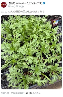 「何の野菜の苗か分かりますか？」ホームセンターDCMのクイズに反響　“東と西”で回答が違う？
