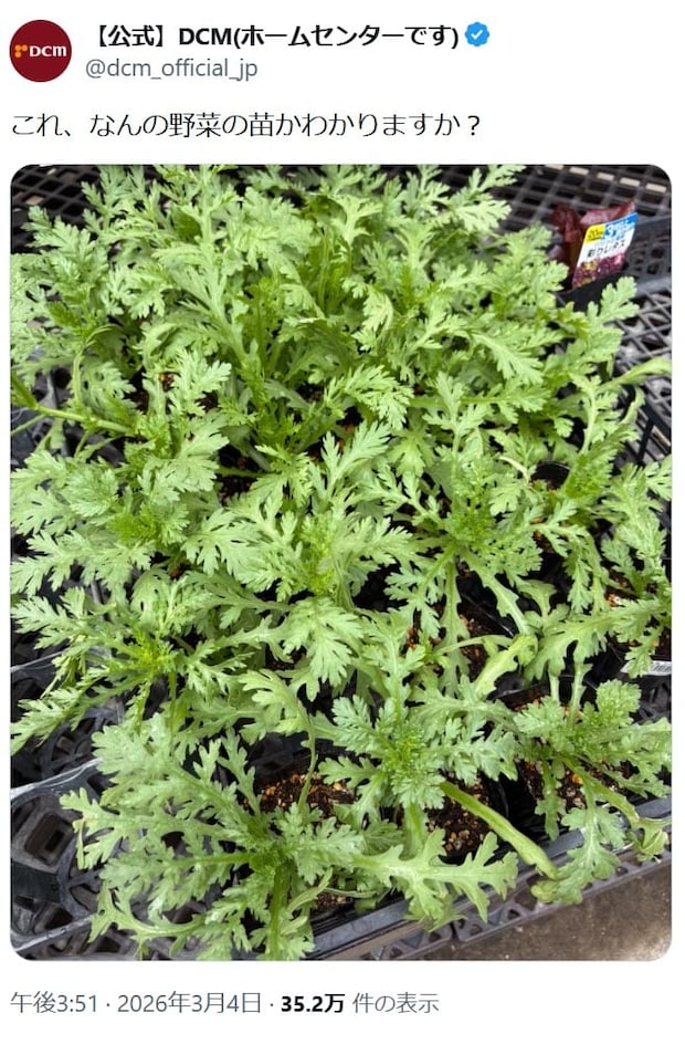 「何の野菜の苗か分かりますか？」ホームセンターDCMのクイズに反響　“東と西”で回答が違う？