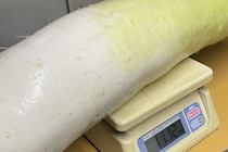 農家「消費者の方々見たことないだろ」→なんと“11キロ”巨大ダイコン　驚きの画像