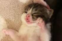 「ど、どうすればいいんだニャ？」子猫の初めての大冒険に大混乱しちゃう母猫さん 「なんだか感動！！」視聴者もエール