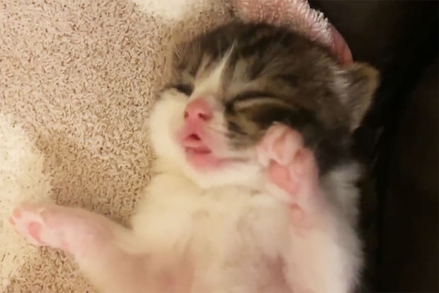 「ど、どうすればいいんだニャ？」子猫の初めての大冒険に大混乱しちゃう母猫さん 「なんだか感動！！」視聴者もエール