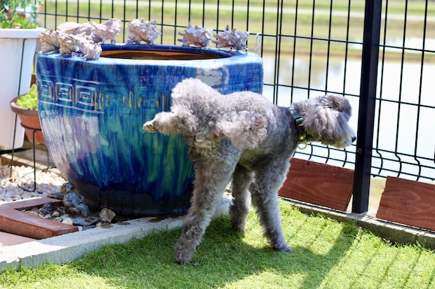 電柱におしっこする犬に「迷惑」「マナー悪い」　飼い主が知るべき本能＆しつけの違いとは【獣医師解説】