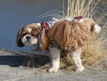 【えっ】信号機も倒す？　犬の「おしっこ」、水をかけただけで大丈夫？