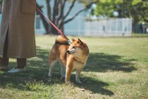 【犬の散歩】毎日行かなきゃダメ？　サボるとどうなるの？