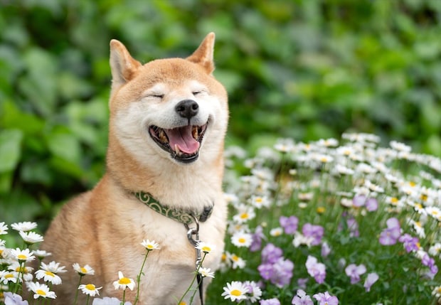 「ペットにしたい中型犬」ランキング　3位「ウェルシュ・コーギー・ペンブローク」2位「柴犬」…1位は？