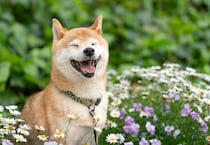 【画像】意外な《中型犬》もランクイン？　TOP10を全部見る！