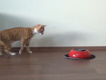「ニャンだ！？」　子猫がロボット掃除機と格闘！　“猫パンチ”で激しく攻防する姿に「面白い」