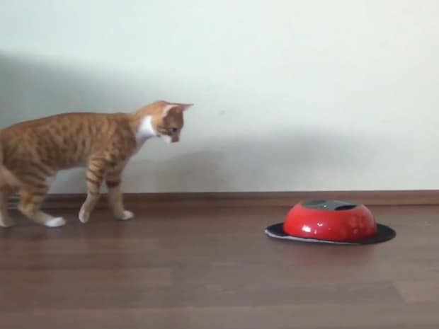 「ニャンだ！？」　子猫がロボット掃除機と格闘！　“猫パンチ”で激しく攻防する姿に「面白い」