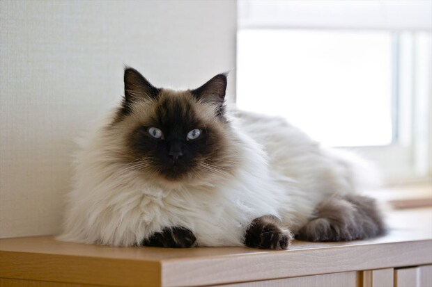 ペットにしたい！　人気の「長毛種の猫」ランキング　3位「サイベリアン」2位「ラグドール」…1位は？