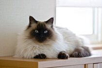 【1~5位】意外な《猫》もランクイン？　TOP5を全部見る！