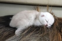 「あとはお願いニャン…」 母猫から子守りを託された大型犬→あまりに深すぎる“愛情”表現に視聴者が感動！