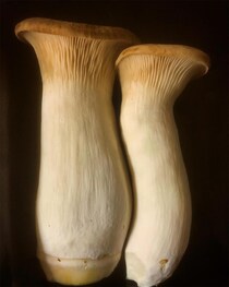 【えっ】「食味が変わるぞ！」キノコ農家が教える“エリンギ”の切り方「知らなかった！」「試したい」