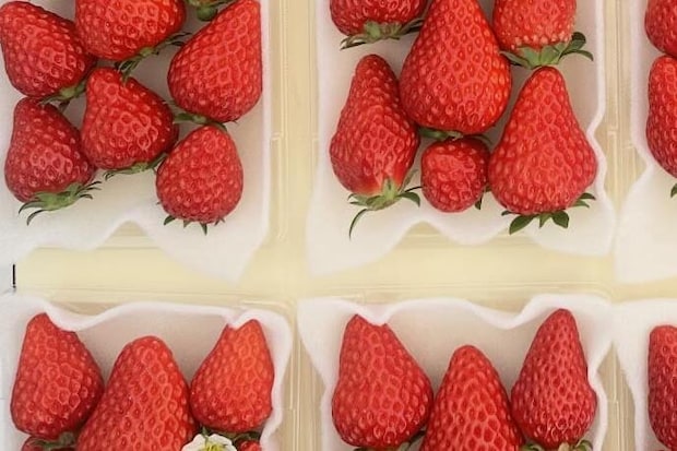 農家「時間があるときだけですが…」イチゴのパックに“粋な計らい”「初めて見た」「なんてかわいい」1.9万いいねの称賛