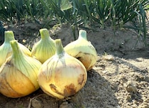 タマネギ農家「ご飯が進みます」簡単“レンチン”レシピに「おいしそう！」の声　「祖母の畑を絶やしたくない」26歳に届く声援