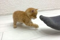 【動画】全力バトルに100%キュン！つま先に挑む子猫の猛獣っぷりを見る！