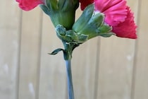 花農家「初めて見たかも」“双子のカーネーション”にびっくり　「規格外」の花に「かわいい！」「むしろこの状態で欲しい」