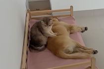 保護犬のママは猫…？「大丈夫ニャ？」 ゴールデン・レトリバーを優しくマッサージする“親代わり”の猫さんが尊すぎる！