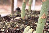 農家「1％以下の確率」仲良くつながった“アスパラガス3兄弟”がちょこん！「なんてかわいい」「癒やされた」