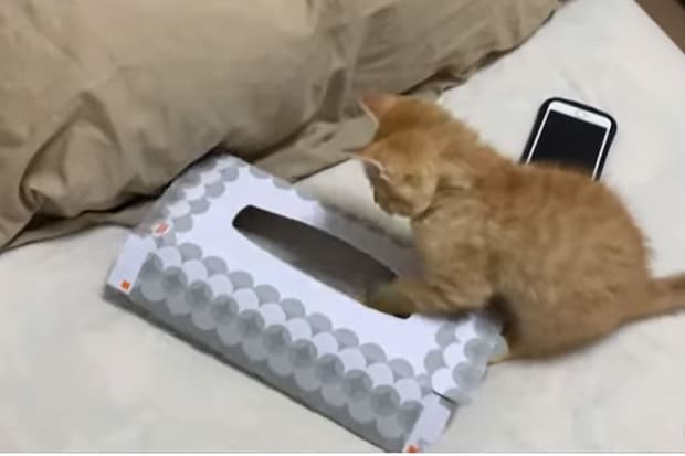 「出られないニャーー！」成長してサイズが合わないのに…“ティッシュ箱”にハマり続ける子猫がかわいすぎる！