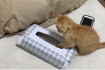 【動画】「ずっと見てられる…」ティッシュ箱にみっちりな子猫の尊い姿をチェック