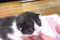 「ここが一番落ち着くニャ…」スヤスヤ眠る赤ちゃん猫のベッドは…？視聴者「かわいすぎて語彙力を失う」「尊すぎて涙が出てきた」