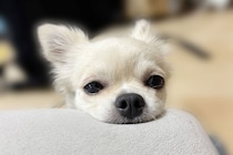 【画像】「えっ…」これが、ペットに嫌われてしまう人の“特徴”です！