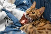 猫が飼い主にくっつくのは「信頼」の証し？　膝に乗らないと不仲？　獣医師が明かす“意外な本音”