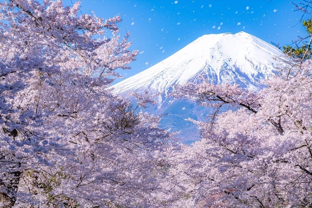 「桜」開花！　“花見”衛生面＆食べやすさを考えた“おつまみレシピ”　【管理栄養士・解説】