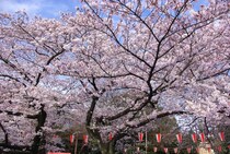 もうすぐ満開！　「お花見」を成功に導くためのポイントとは？