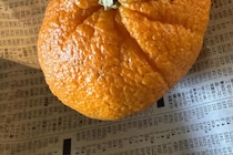 【実際の画像】えっ…えぇえ！？　コチラが個性的すぎるミカンです！　びっくり！！