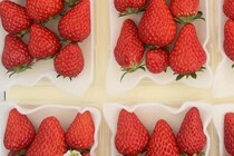 農家「時間があるときだけですが…」イチゴのパックに“粋な計らい”「初めて見た」「なんてかわいい」1.9万いいねの称賛