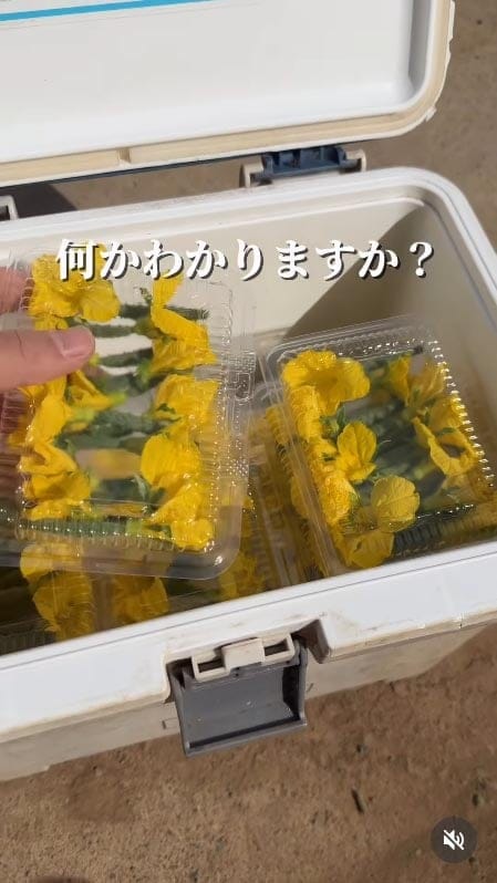 農家「何の花か分かりますか?」パック詰めされた“黄色い花” SNS「食べられるんだ!」「どう料理するの?」