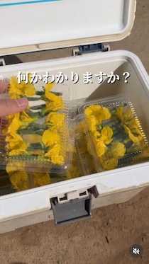 【動画】へぇ…食べられるとは驚き！　コチラが「何の花か分かりますか？」“野菜の花”の映像です！