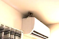 【動画】「姉妹ネコなの！？」子猫による子猫の“救出劇”一部始終を見る