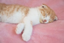 猫もインフルエンザにかかる？　寒暖差が激しい時期に注意すべき「猫風邪」対策とは【獣医師に聞く】