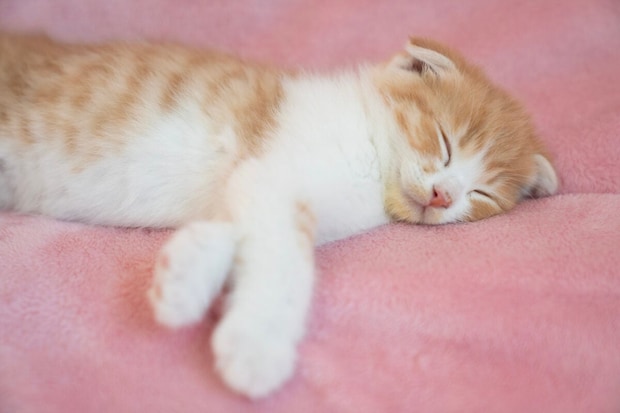 猫もインフルエンザにかかる？　寒暖差が激しい時期に注意すべき「猫風邪」対策とは【獣医師に聞く】