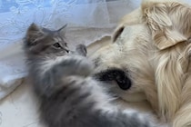 「いい加減起きてニャー！！」爆睡中の大型犬に全力アタックする子猫→大型犬の“反応”に視聴者「スゴイ包容力」