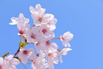 “桜”はまったく関係ないの！？静岡のソウルフード「さくらごはん」とは？SixTONES・松村北斗も「とまらない！」と絶賛