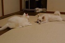【動画】ウザ絡みしてくる犬……白猫が見事に投げ飛ばす様子（一部始終）を見る！