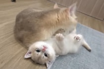 【動画】「これぞ母の愛だ…！」視聴者が感動したお母さん猫の“深～い愛情”一部始終見る！